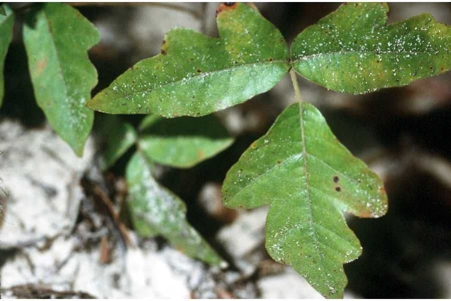 Toxicodendron pubescens 11