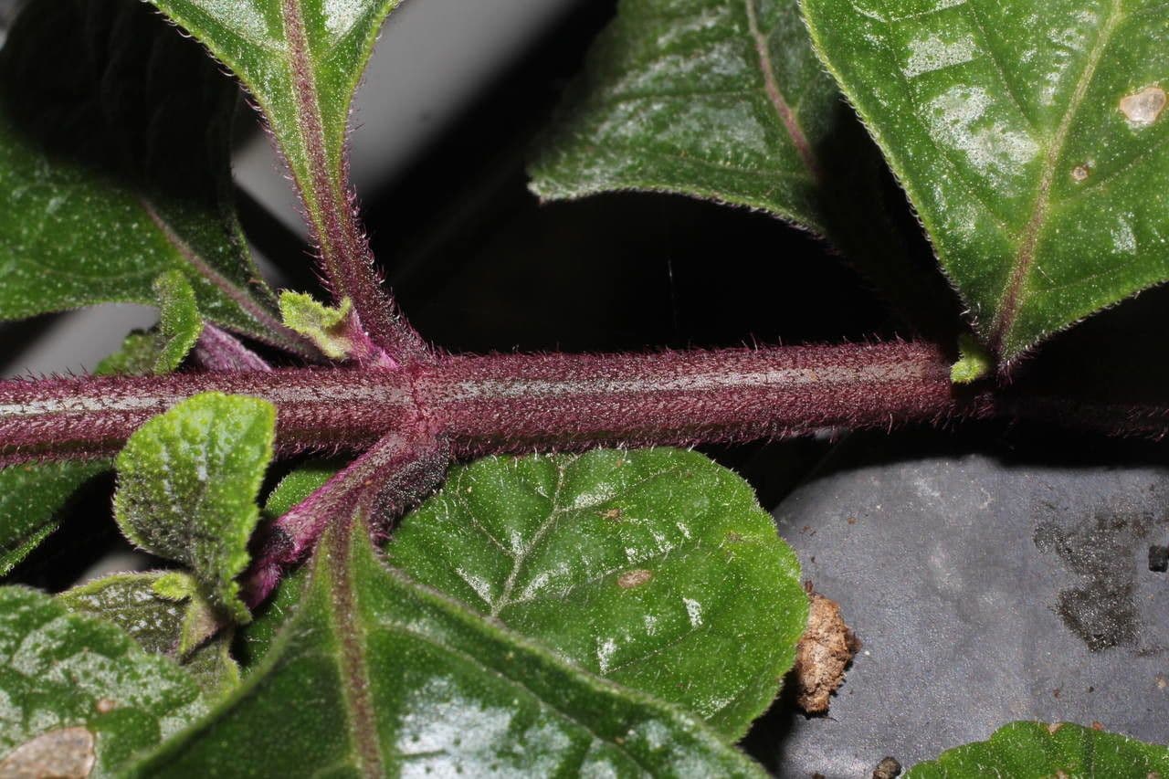 Plectranthus 20