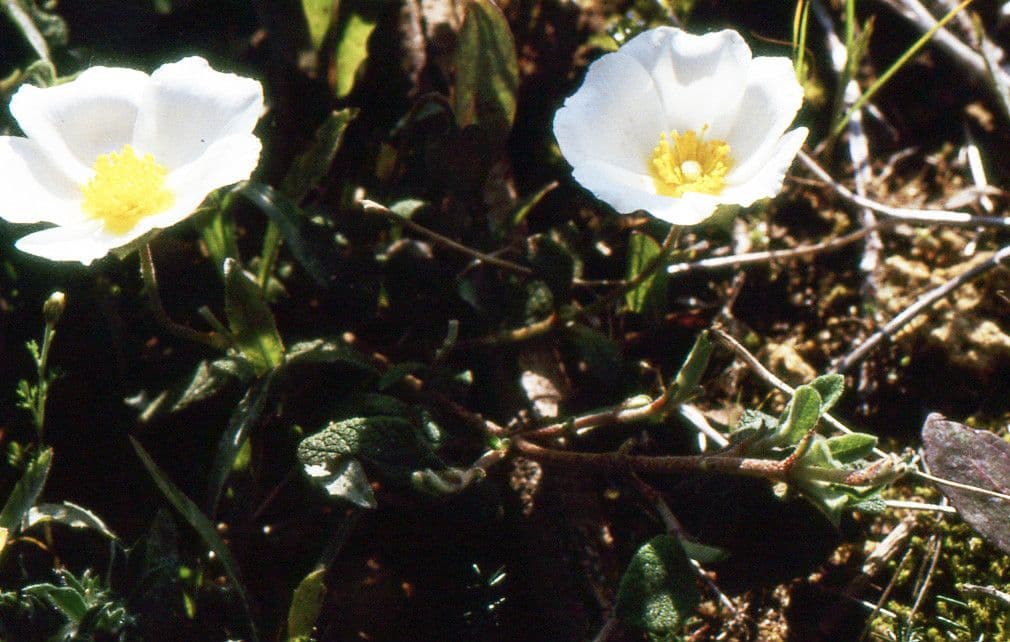 Cistus 6