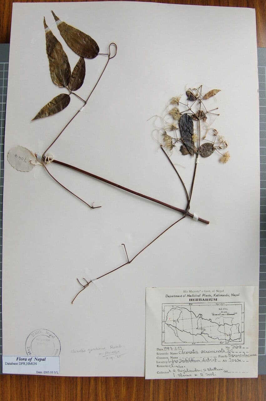 Clematis 4