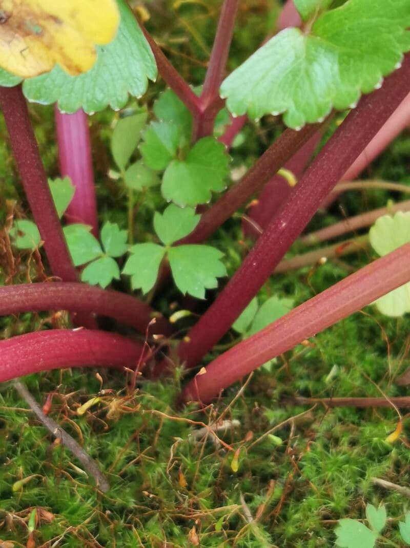 Ligusticum scoticum 21