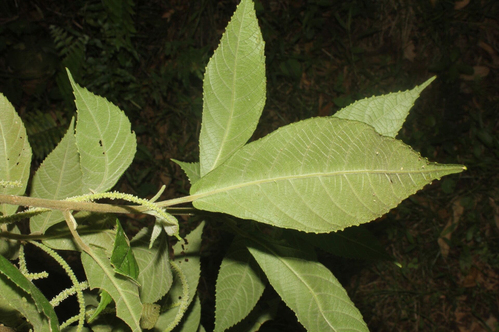Acalifa 3