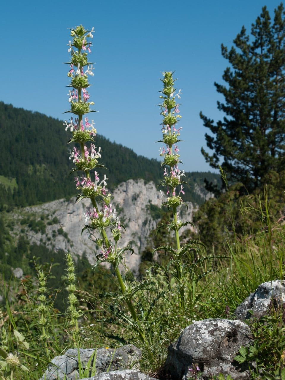 Campanula persiana 8