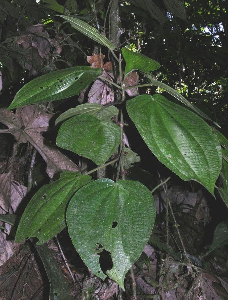 Miconia 16
