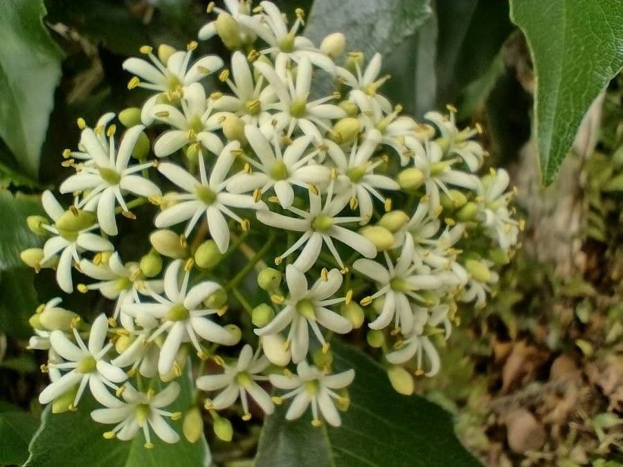 Auranticarpa rhombifolia 3