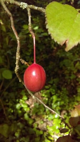 Mirabolano 3