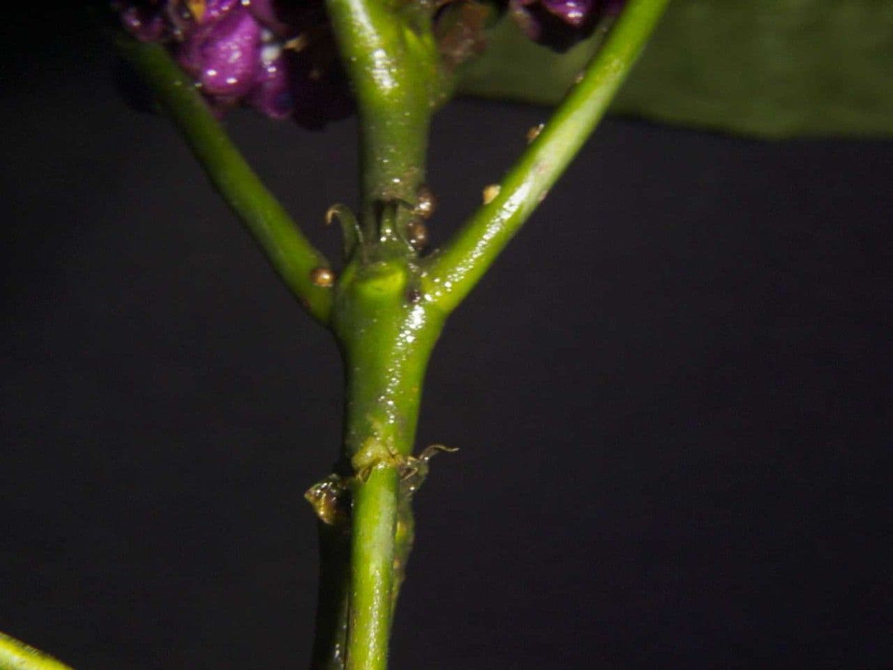 Palicourea 15