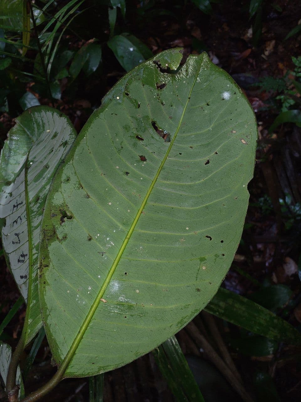 Eschweilera 4