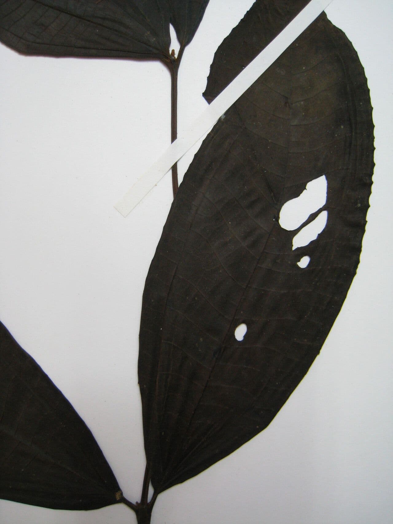 Miconia 22