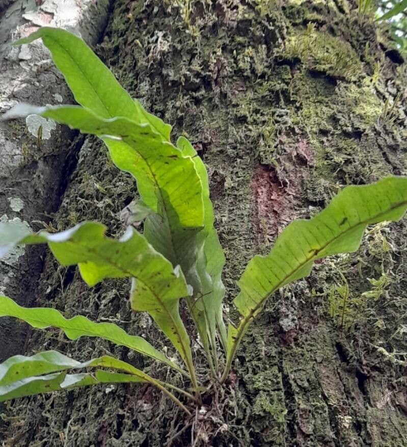Asplenium serratum 13