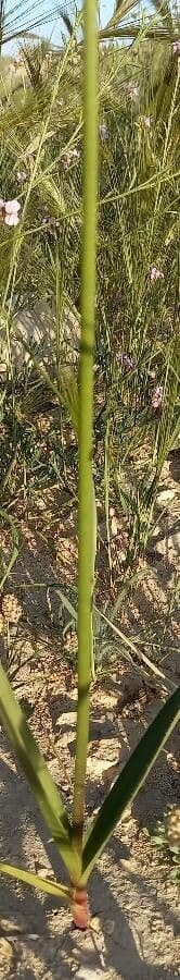 Aglio 9