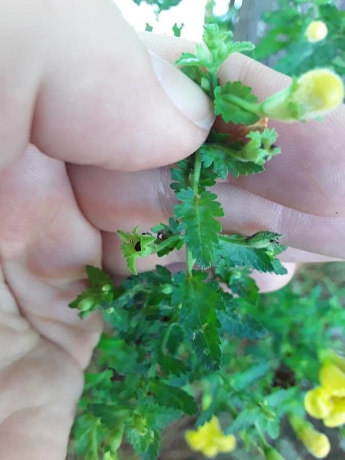 Aureolaria pectinata 13