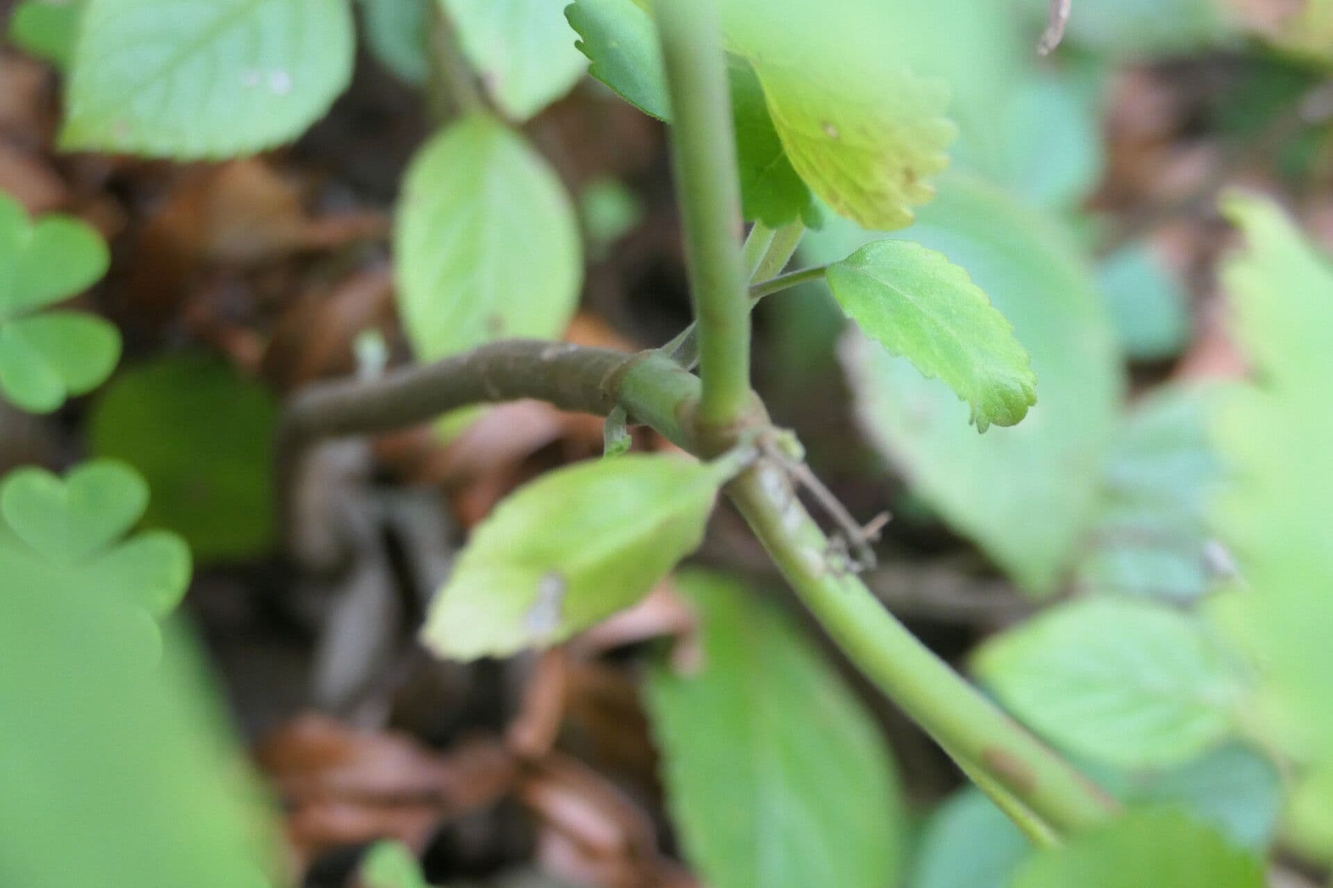 Plectranthus 16