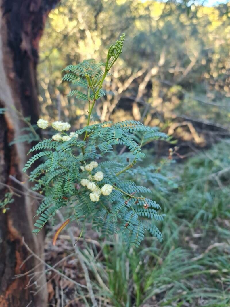 Acacia terminalis 11