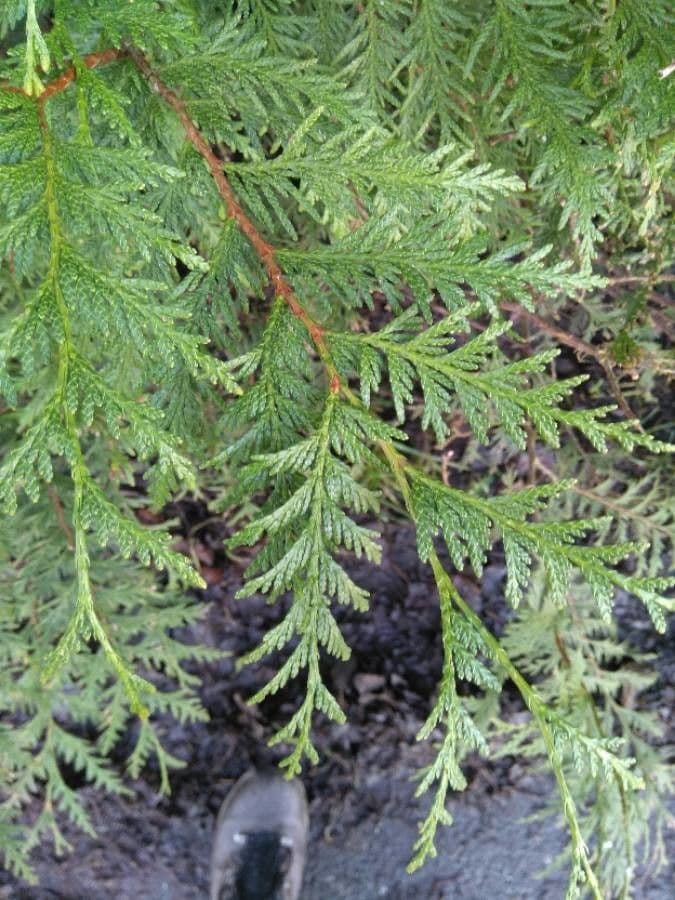 Northern white-cedar 18