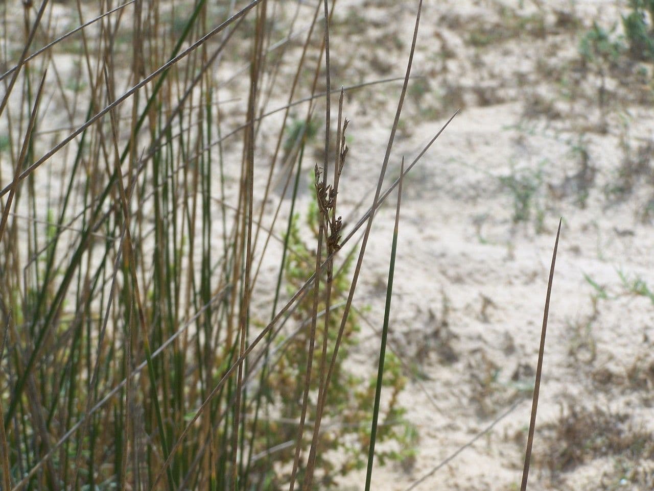 Junco marítimo