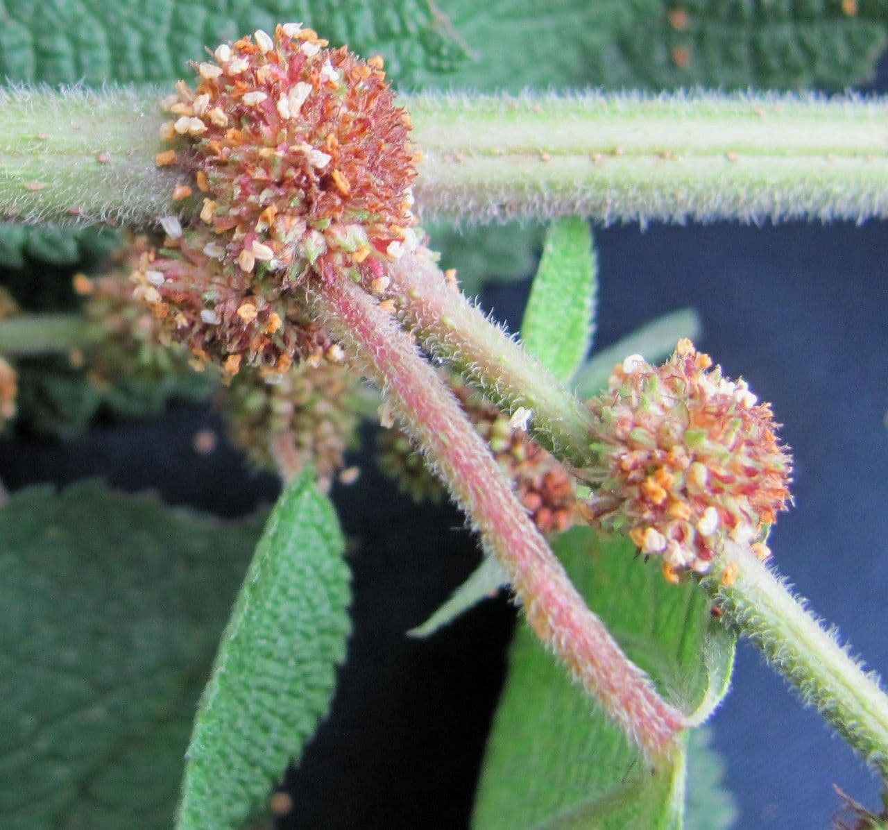 Phenax rugosus 7