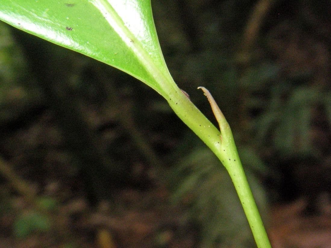 Ocotea cernua 17