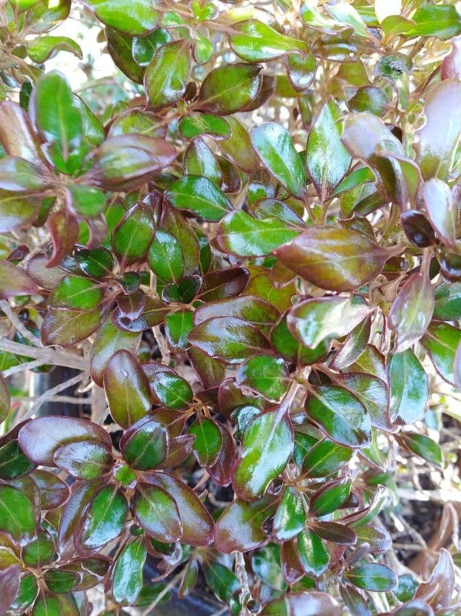 Coprosma plazivá 16