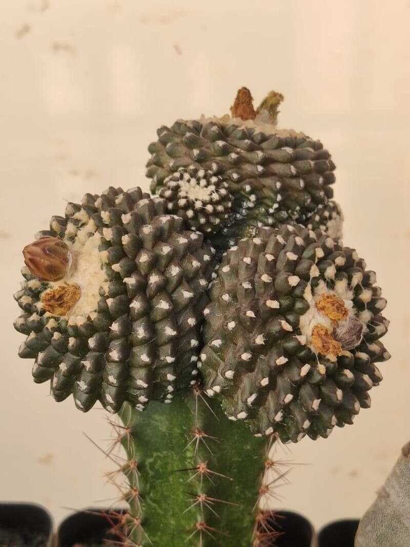 Copiapoa 11