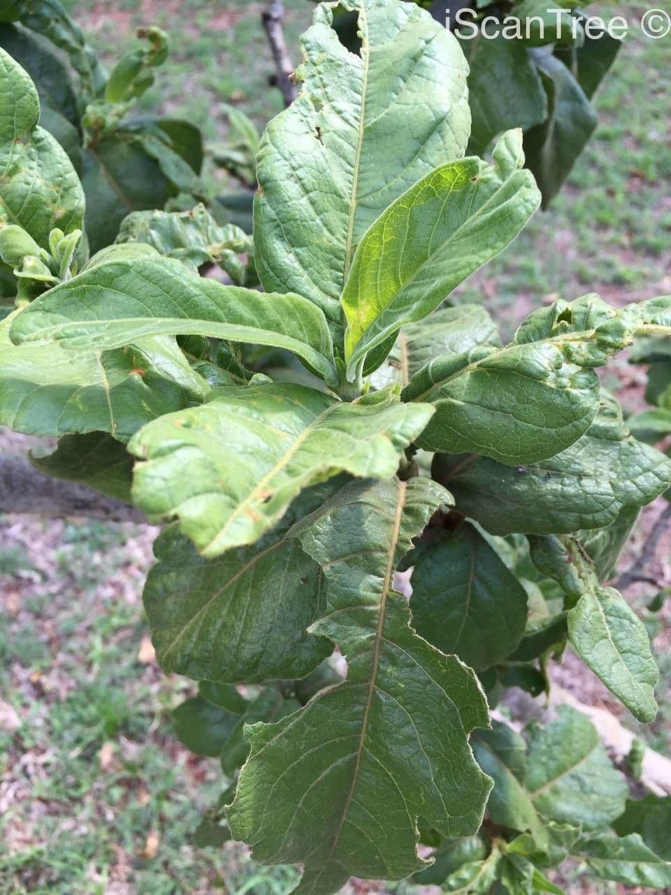 Vangueria 8
