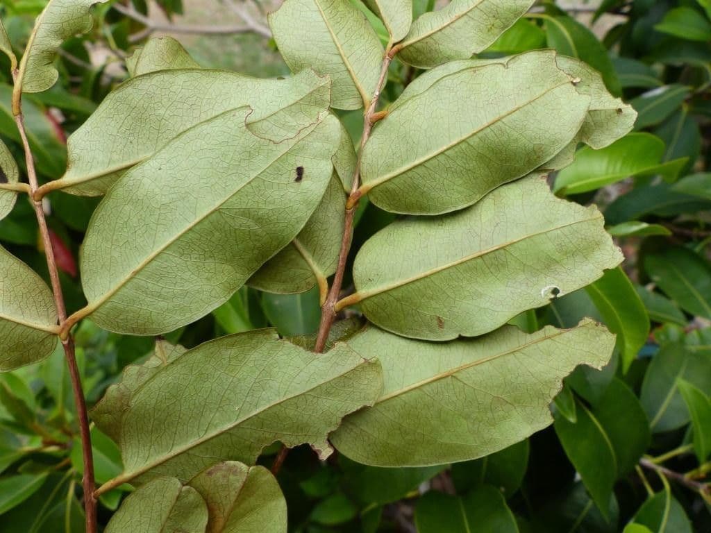 Syzygium 11
