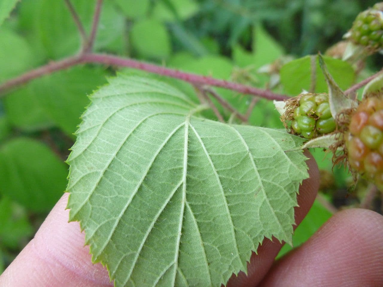 Brombeere 10