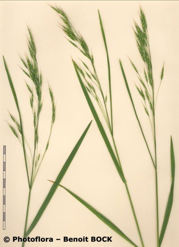 Bromus japonicus 9