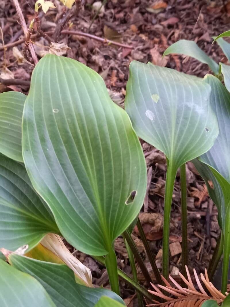 Hosta 14