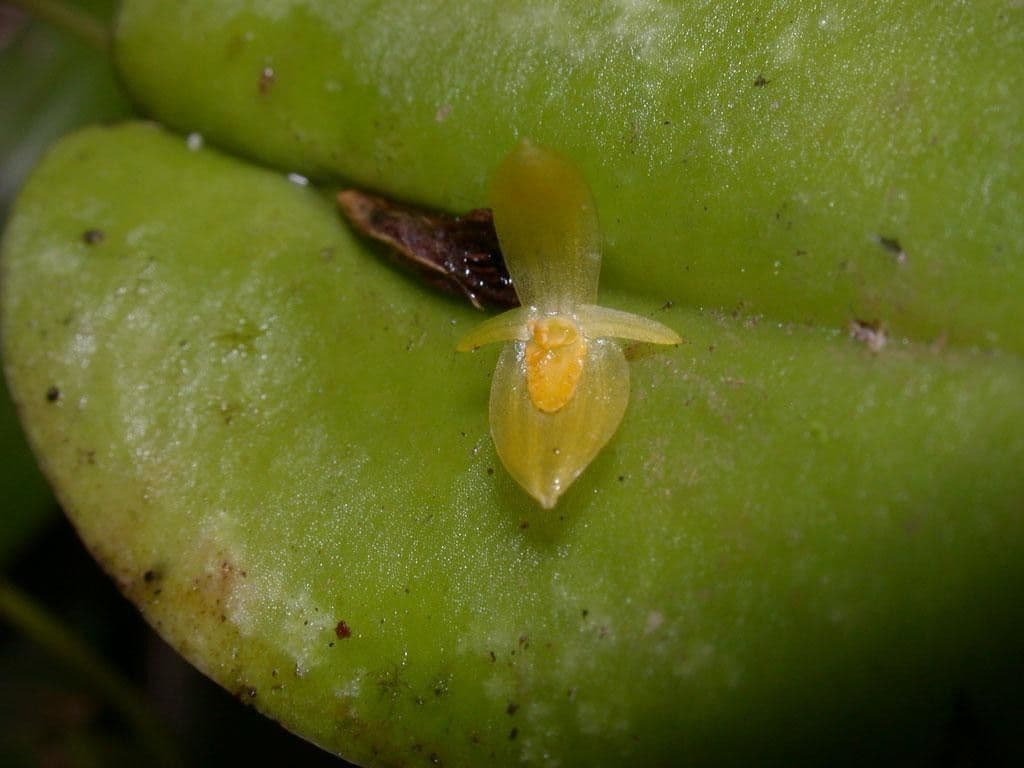 Pleurothallis 5