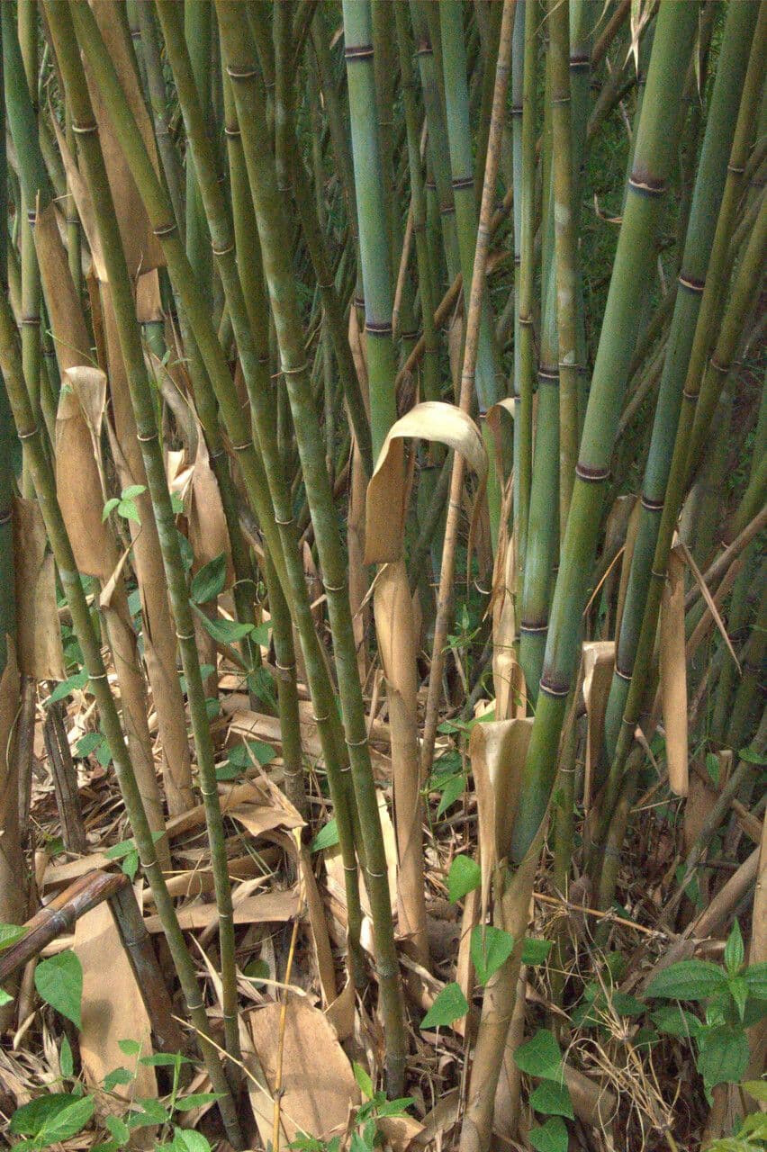 Tetrastigma 8