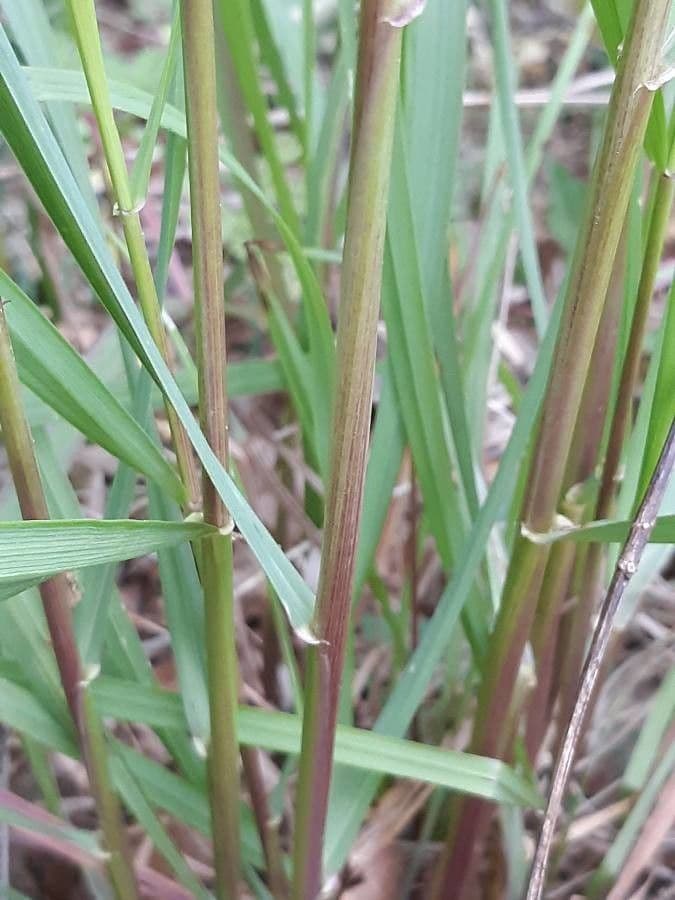 Sorghastrum nutans 21
