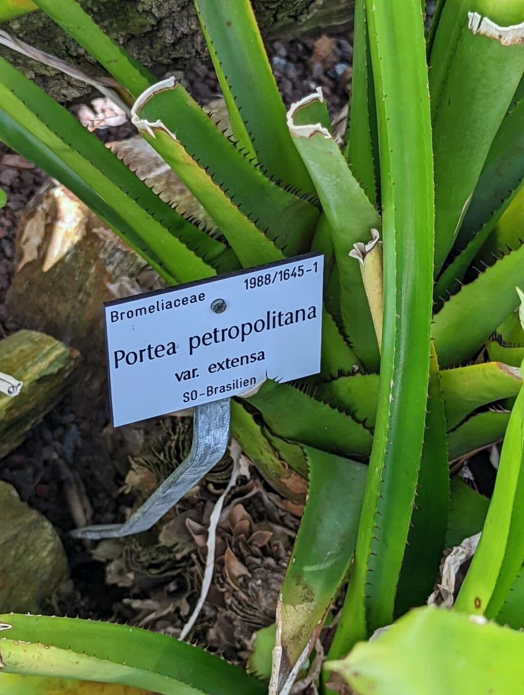Portea 6