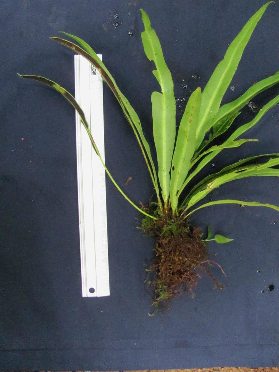 Elaphoglossum 13
