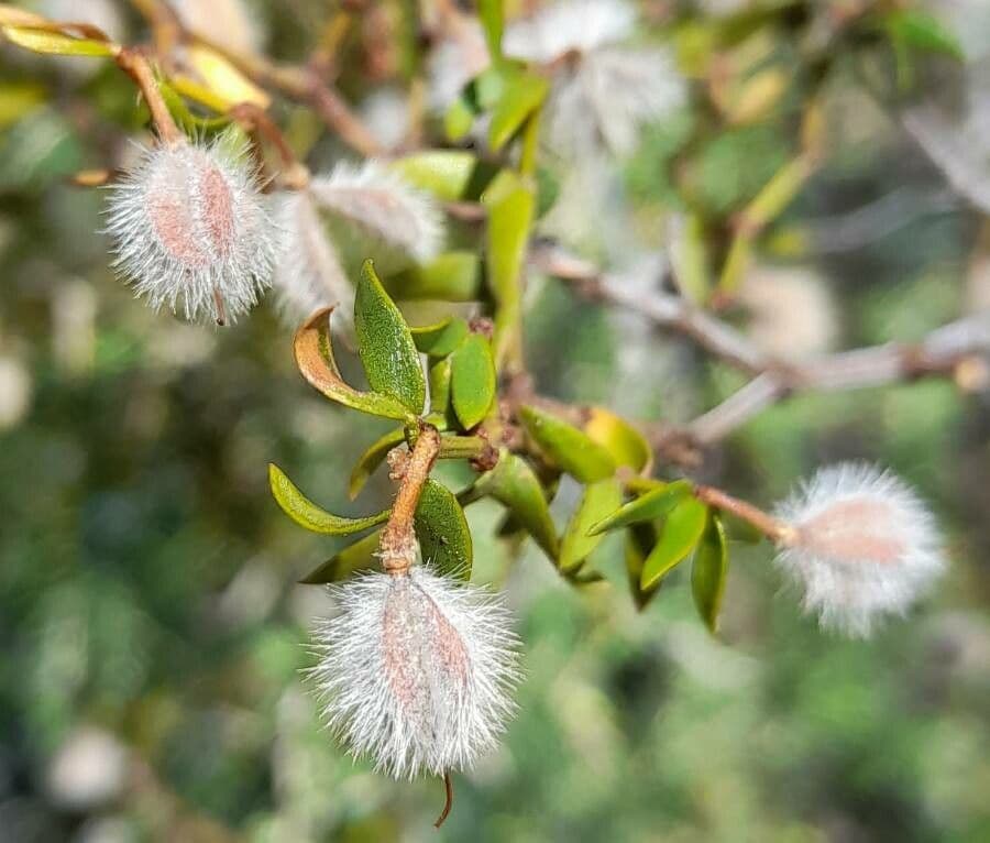 Buisson de créosote 2