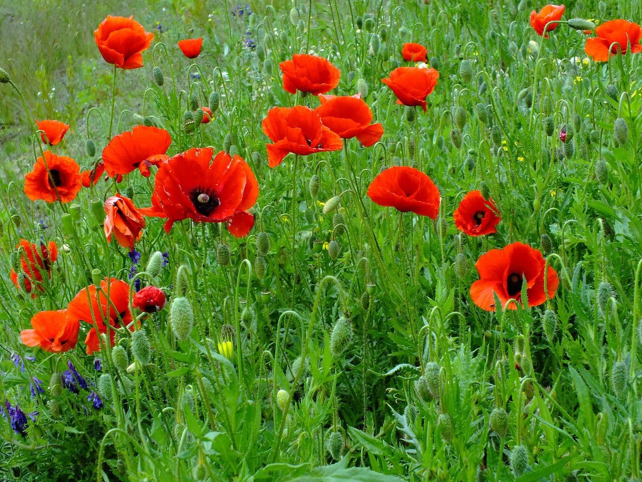 Sand-Mohn 29