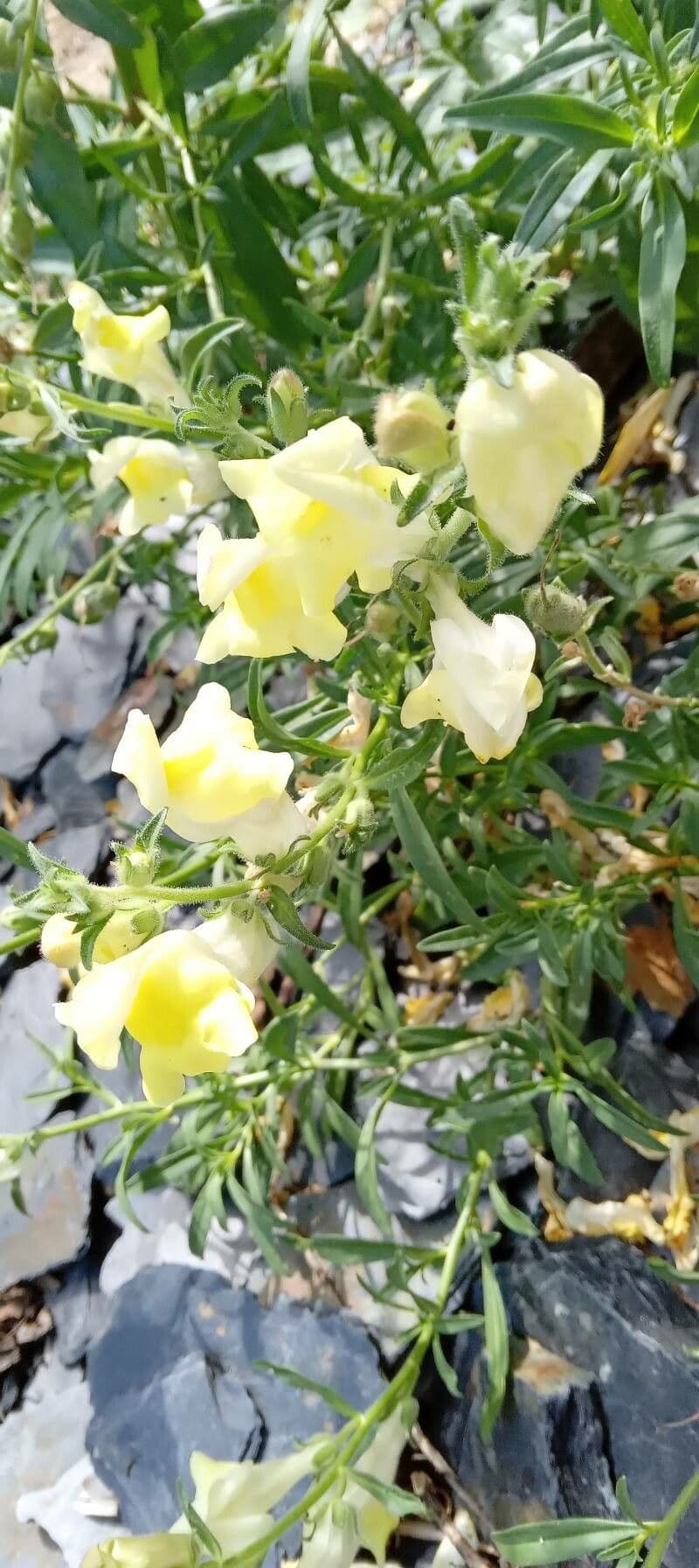 Antirrhinum 5