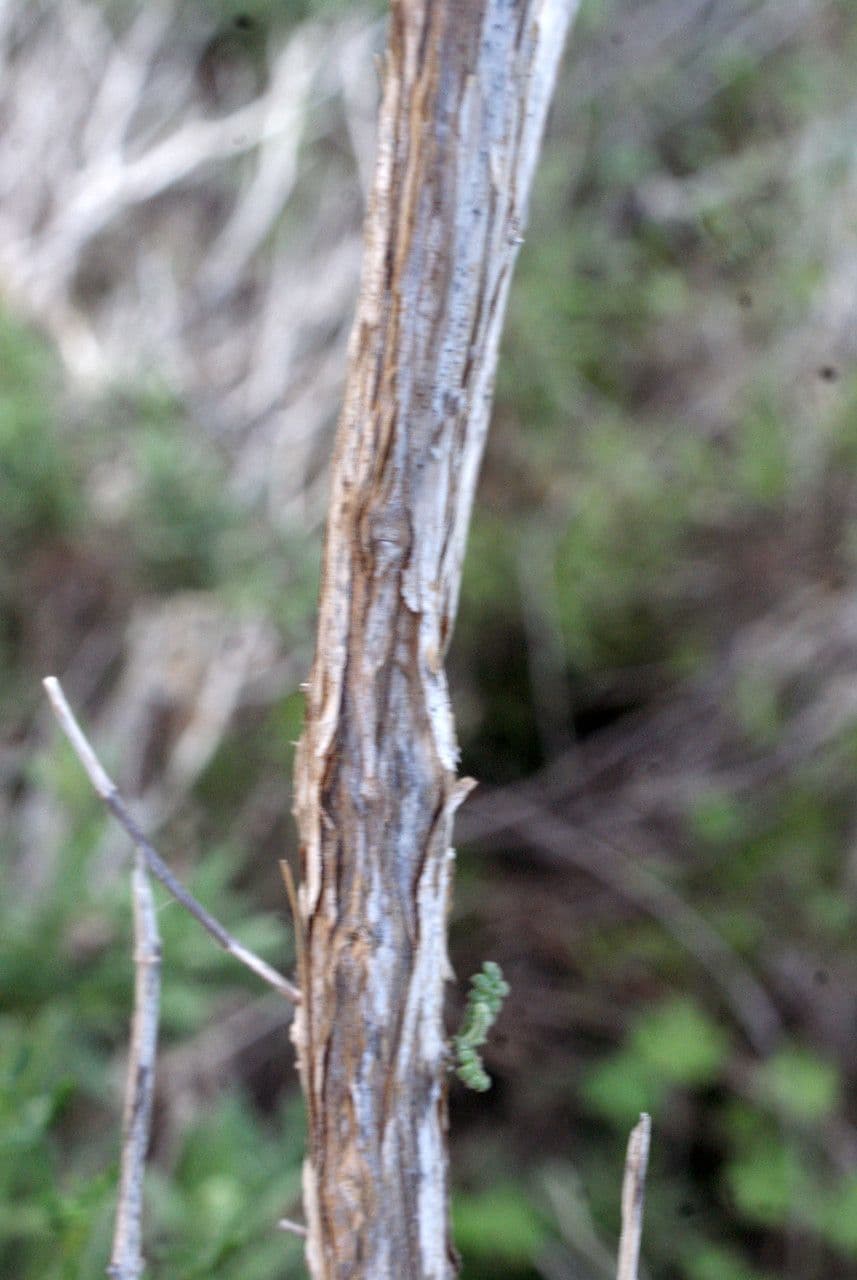 Lavanda dentata 22