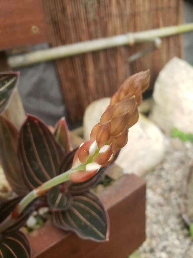 Schmuckorchidee 20