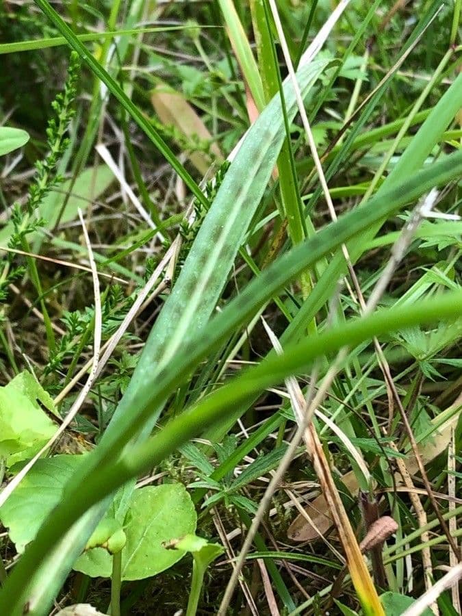 Orchidea macchiata 18