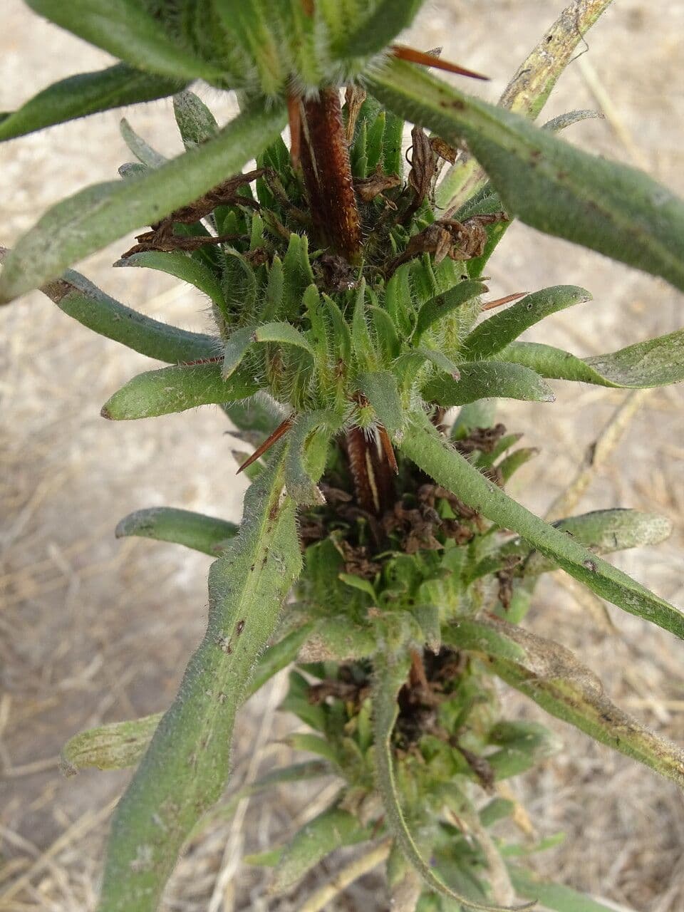 Hygrophila 16