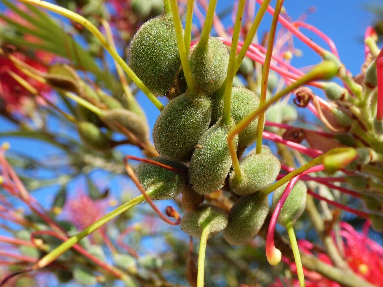 Grevillea 5