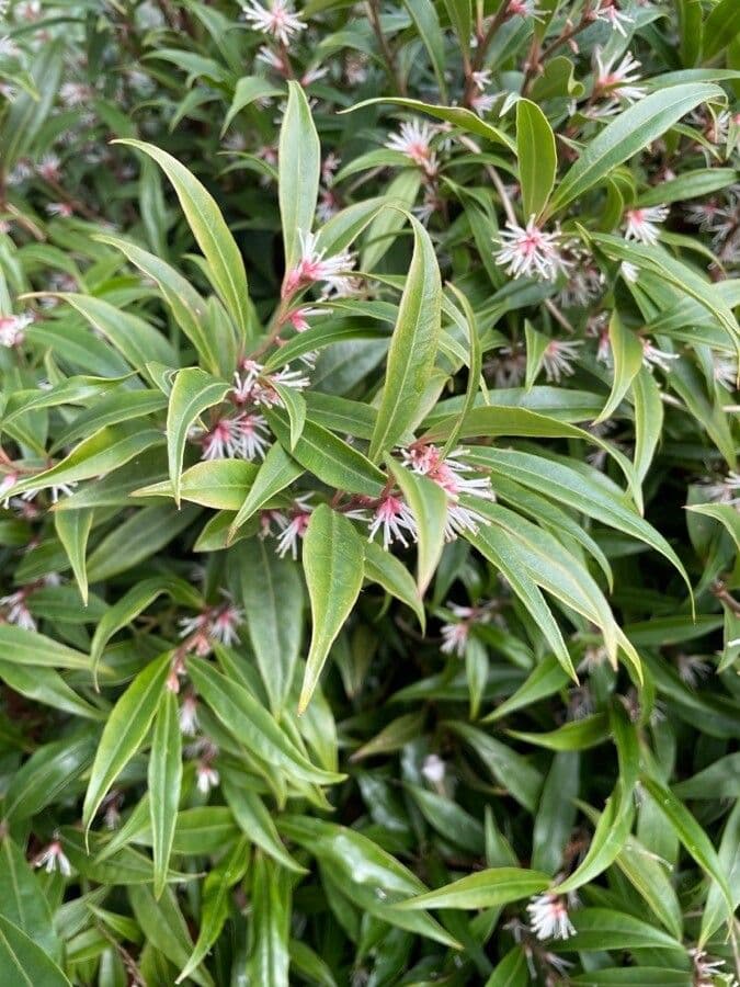 Sarcococca orientale 16