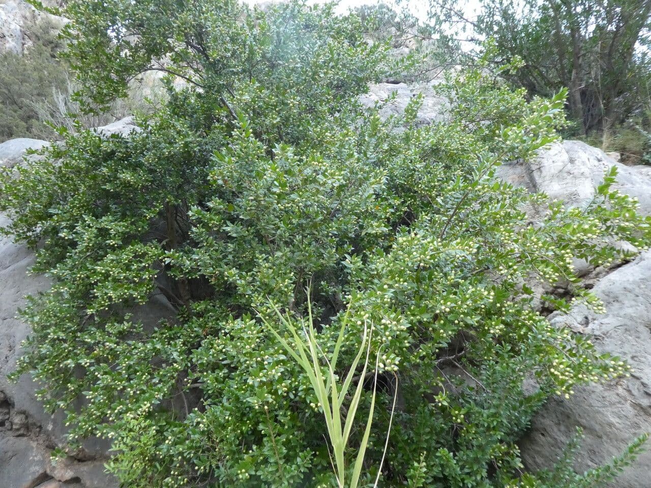 Mirto 14