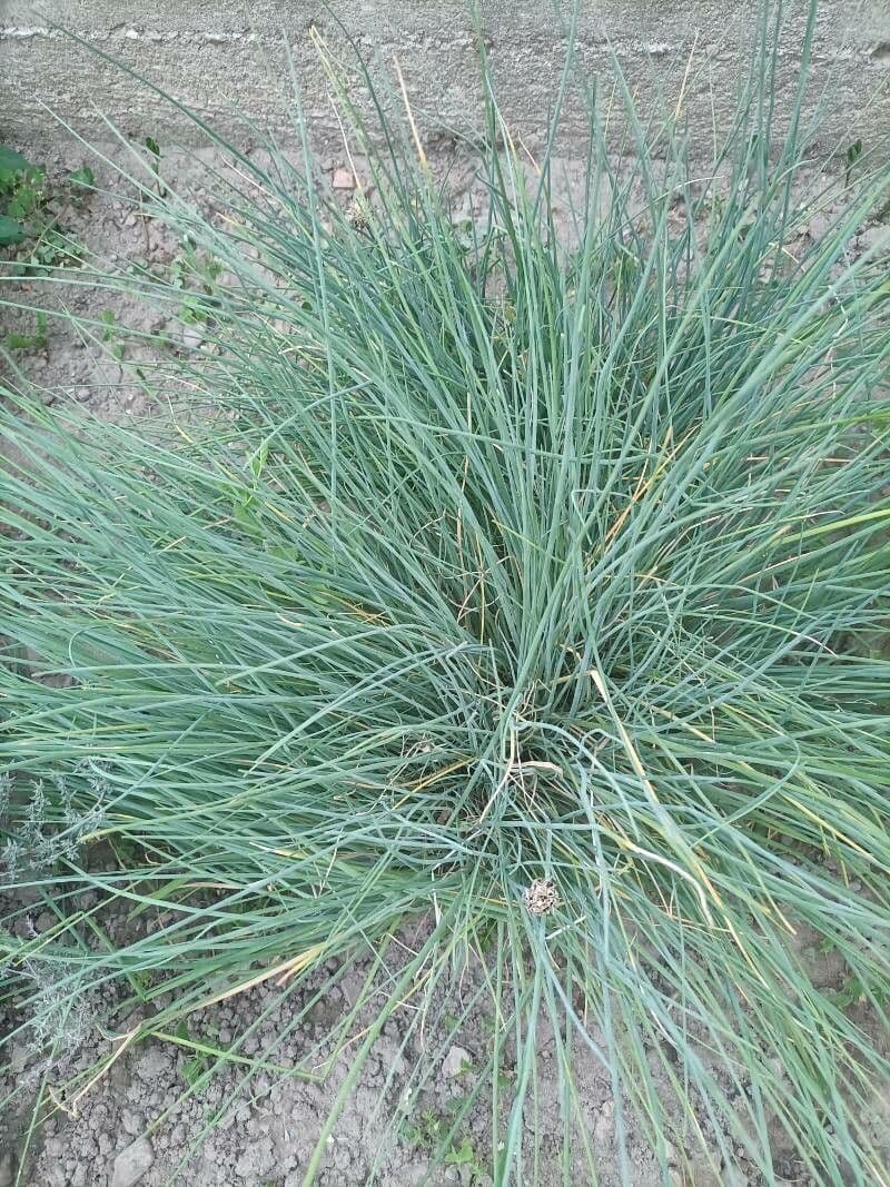 Festuca 10