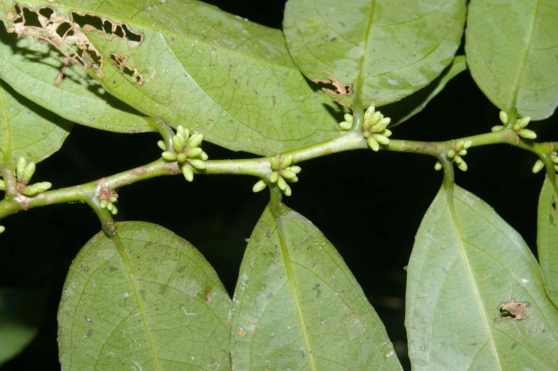 Lacistema aggregato 10