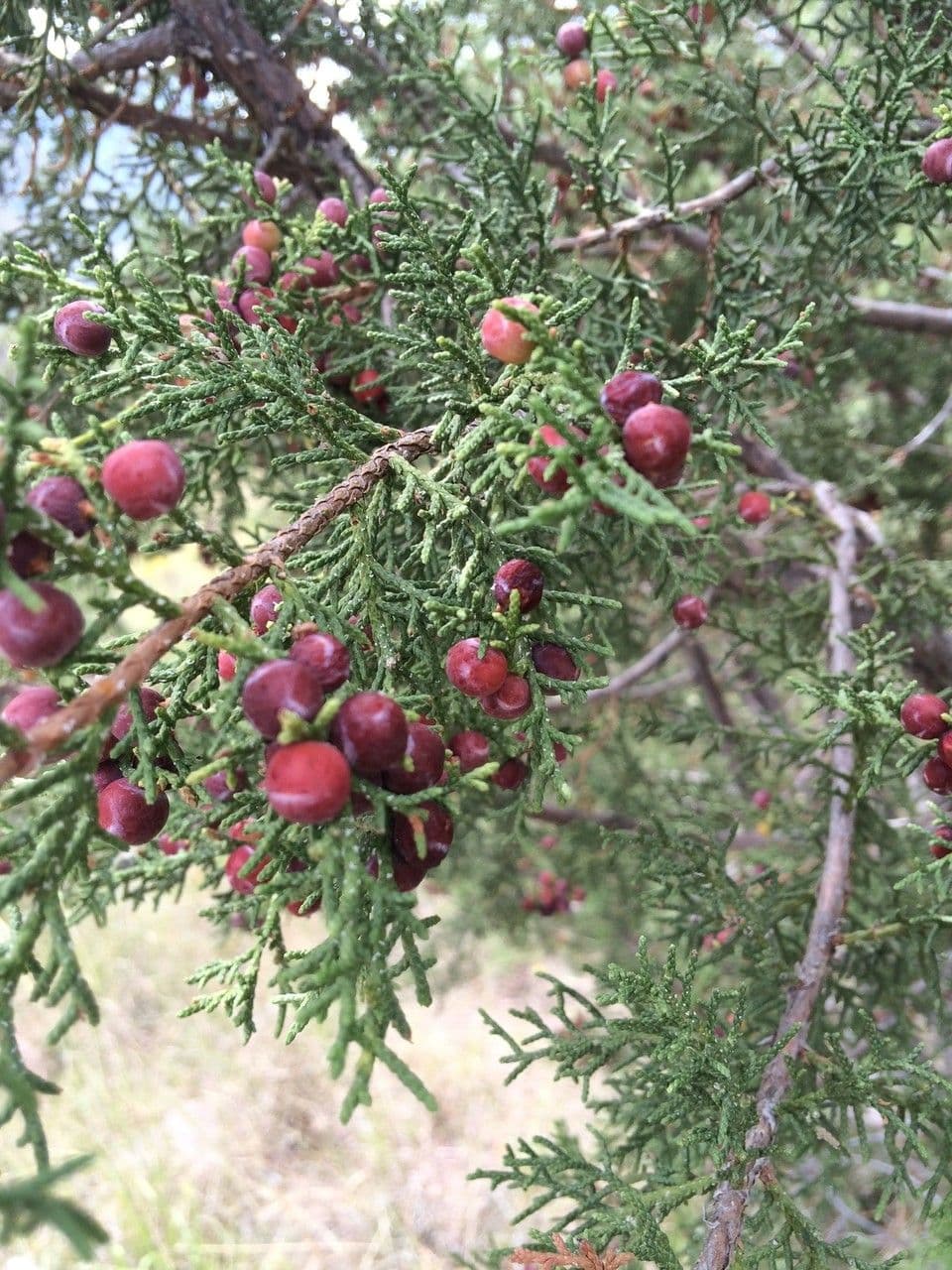 Ginepro di Pinchot 3