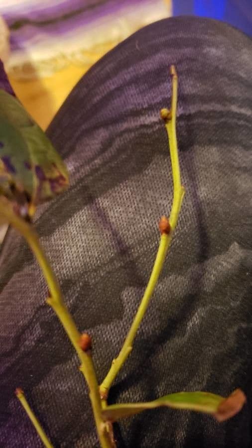 Borówka brusznica 21