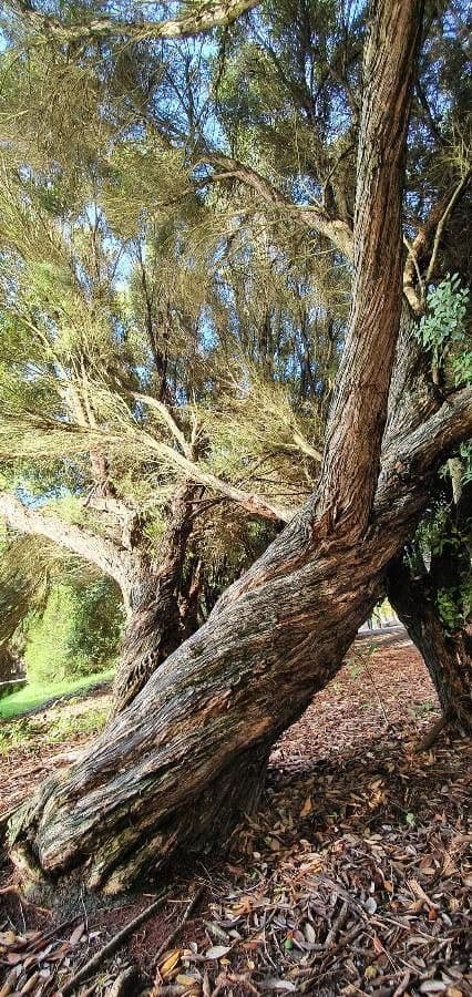 Leptospermum laevigatum 20