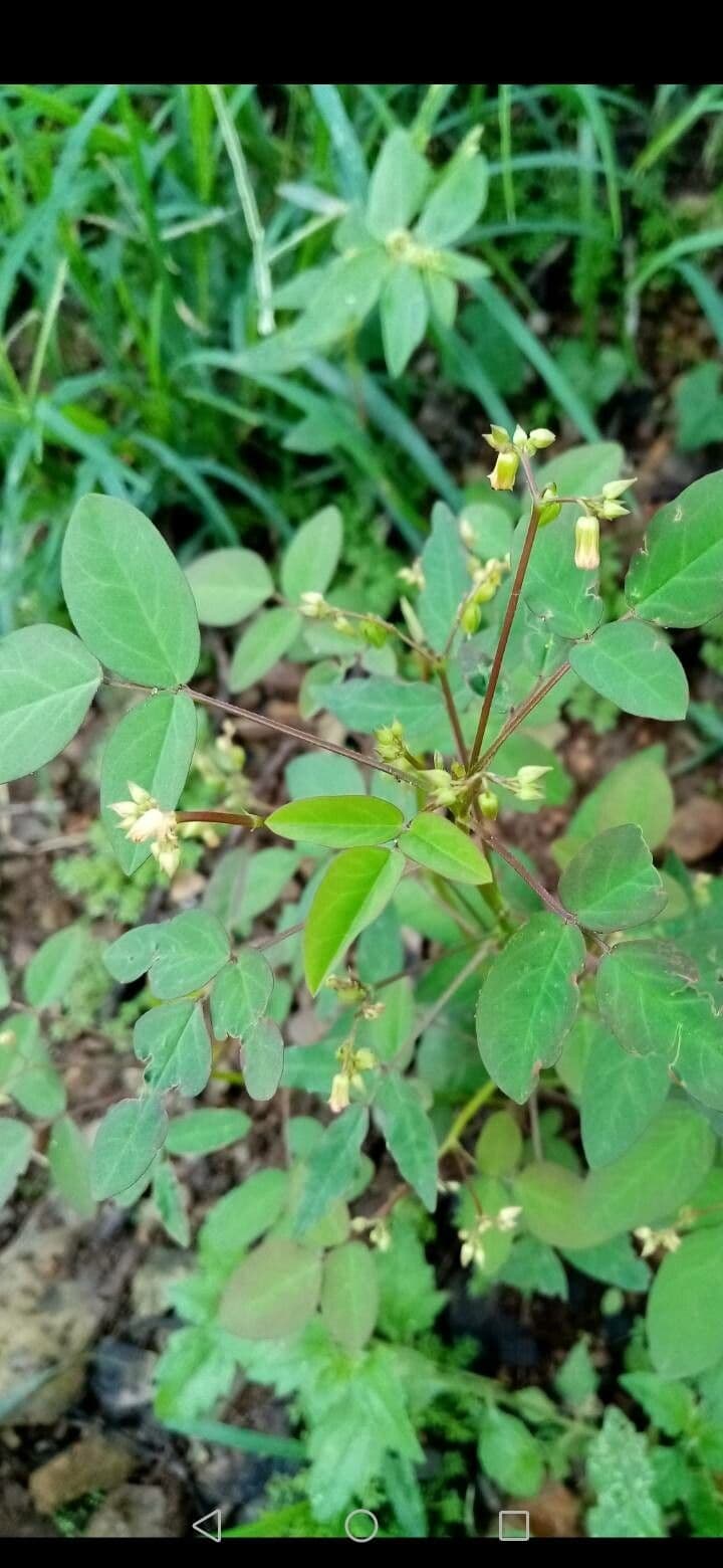 Acetosa di Barrelier 5